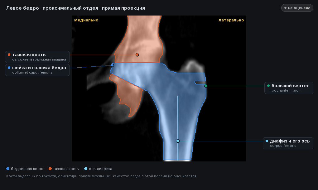 атлас: левое бедро